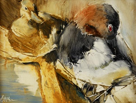 Canvasbacks King of River